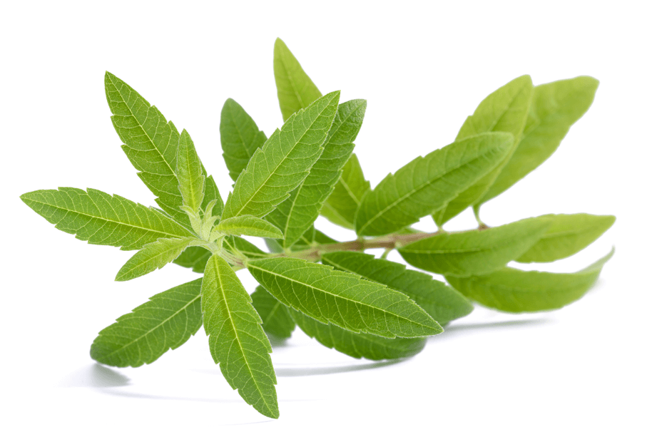 Lemon Verbena